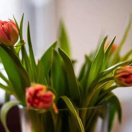 Paulsen Schobuell Daire