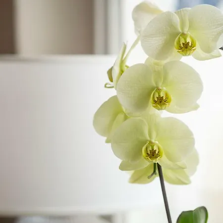 Paulsen Schobuell Daire *