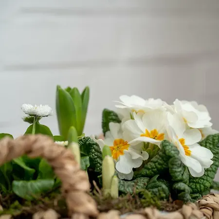 Paulsen Schobuell Daire *